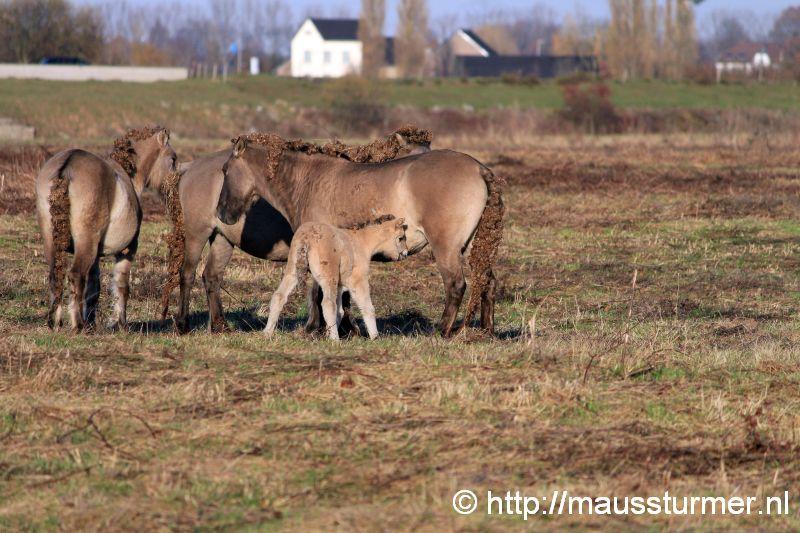 2016-11-28 Gewonde wilde jonge hengst Maaseik (7275).jpg